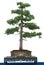 Common juniper (Juniperus communis) as bonsai tree