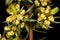 Common Juniper (Juniperus communis). Pollen Cones Closeup