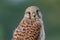 Common Kestral Close up