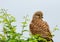 Common Kestral India.