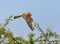 Common Kestral India.