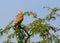 Common Kestral India.