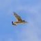 Common Kestrel