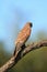 Common kestrel