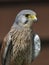 Common Kestrel