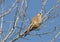 Common kestrel