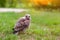 Common kestrel baby