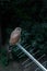 Common kestrel bird on TV aerial in urban surrounding at night