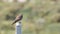 Common Kestrel On Concrete Post