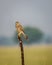 Common kestrel or european kestrel or Falco tinnunculus bird closeup perched in scenic grassland background during winter