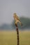 Common kestrel or european kestrel or Falco tinnunculus bird closeup perched in scenic grassland background during winter