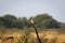 Common kestrel or european kestrel or Falco tinnunculus bird closeup perched in scenic grassland background during winter