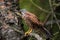 Common kestrel, Falco tinnunculus