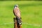 Common kestrel Falco tinnunculus