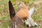 Common Kestrel (Falco tinnunculus)