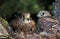 Common Kestrel, falco tinnunculus, Adult and Chick at Nest