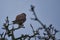 Common kestrel Falco tinnunculus belongs to falcon Falconidae Old World bird