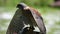 Common kestrel falco tinnunculus chained to perch. Animal violence concept