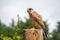 Common Kestrel Falco tinnunculus Chained to Perch. Animal Violence Concept