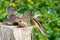 Common Kestrel (Falco Tinnunculus) female bringing food home to it\\\'s young