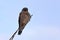 Common kestrel Falco tinnunculus juvenile bird - side view