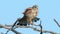 Common Kestrel, Falco tinnunculus, little bird of prey