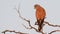Common Kestrel, Falco tinnunculus, little bird of prey