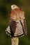 Common Kestrel, Falco tinnunculus, little birds of prey sitting on the tree trunk, Finland