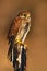 Common Kestrel, Falco tinnunculus, little birds of prey sitting on the tree trunk, Germany. Birds in the nature habitat. Common