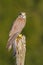 Common Kestrel, Falco tinnunculus, little birds of prey sitting on the tree trunk, Slovakia. Summer day with kestrel. Wildlife sce