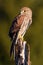 Common Kestrel, Falco tinnunculus, little birds of prey sitting on the tree trunk, Sweden