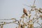 Common Kestrel (Falco tinnunculus) male perched on a blossoming apple tree in spring