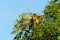 Common Kestrel Falco tinnunculus perched in a tree, struggling to keep it`s balance on thin branches, in London, England