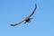 Common Kestrel (Falco tinnunculus) with wings spread, flying at the camera, in England