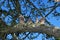 Common Kestrel, falco tinnunculus, Youngs near Nest
