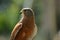 Common Kestrel / falcon Falco tinnunculus is a bird of prey , isolated portrait taken in Africa