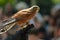 Common Kestrel / falcon Falco tinnunculus is a bird of prey , isolated portrait taken in Africa