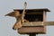 Common Kestrel feeding their young in a nest box