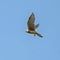 Common kestrel in flight against the sky