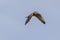 Common Kestrel flying in blue sky background