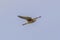 Common Kestrel flying in blue sky background