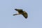 Common Kestrel flying in blue sky background