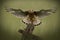 Common Kestrel flying toards the camera
