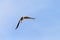 Common kestrel flying towards camera