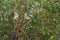 Common Kestrel hawk sit on a laurel branch in big tree