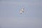 A common kestrel hovering in the sky hunting for mice with no clouds in the sky.