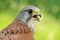 Common kestrel male Falco tinnunculus