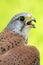 Common kestrel male Falco tinnunculus