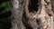 A common kestrel nesting tree hole