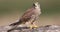 A common kestrel perched up close